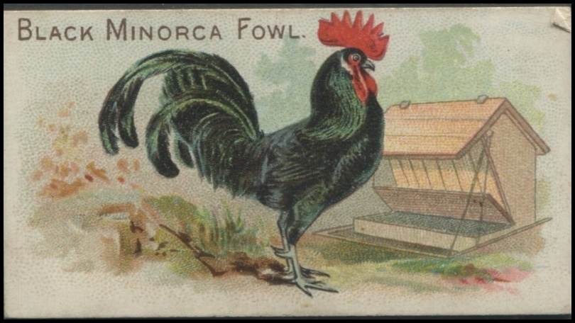 Black Minorca Fowl